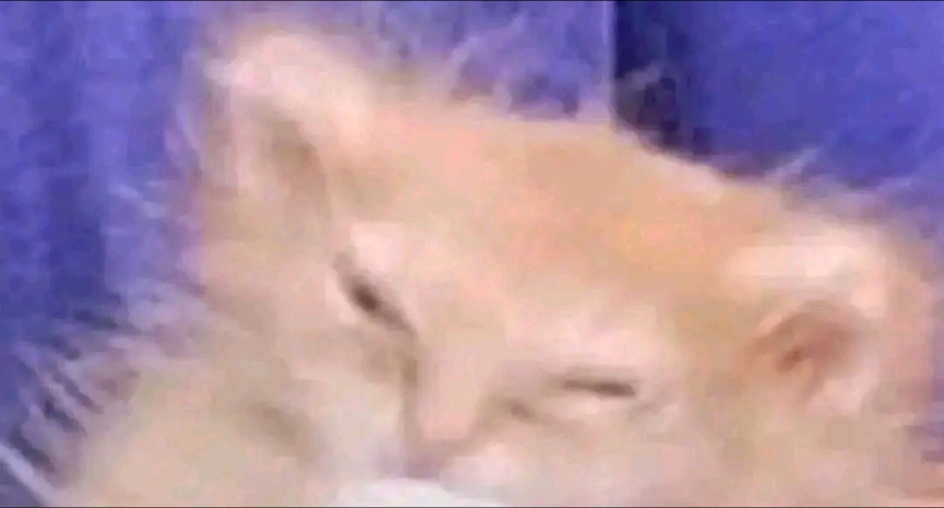 The Goofy Beans 🏳️‍⚧️