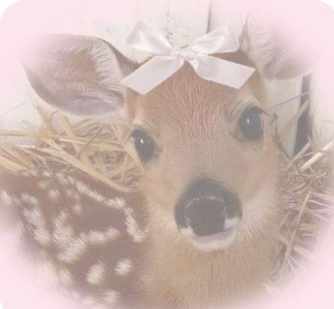 fawn social server