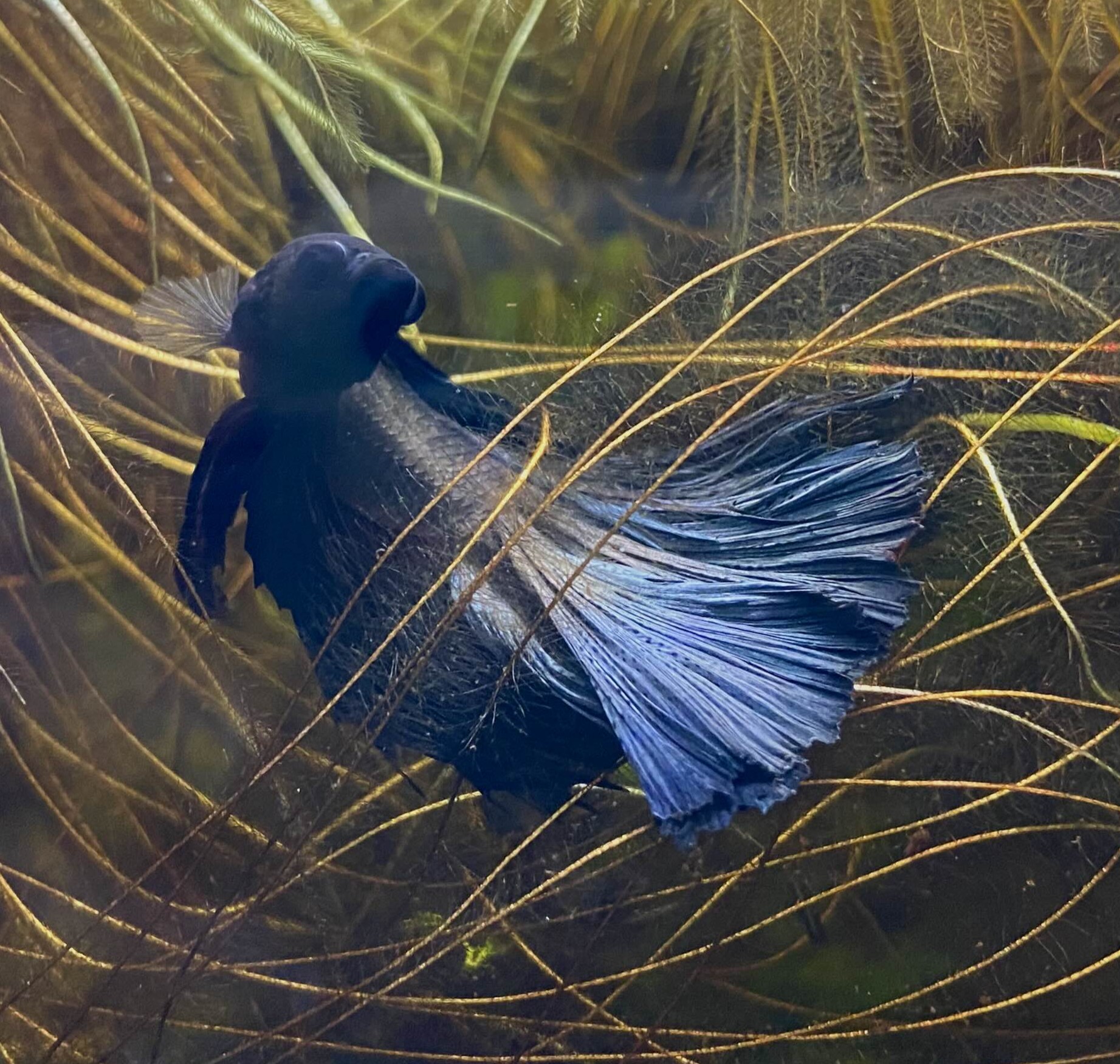 The Aquatic Sanctuary
