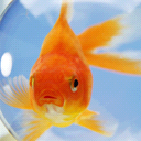 fishbowl