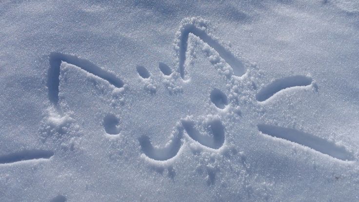 the offical cat community
